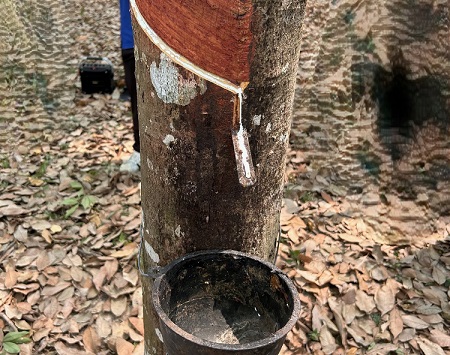 Producción de latex concentrado para obtener caucho