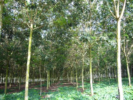 Bridgestone, con el caucho natural sostenible