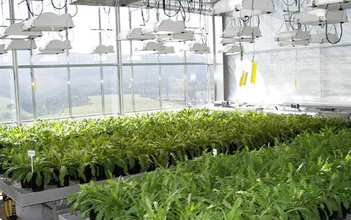 Caucho de Diente de León de Continental