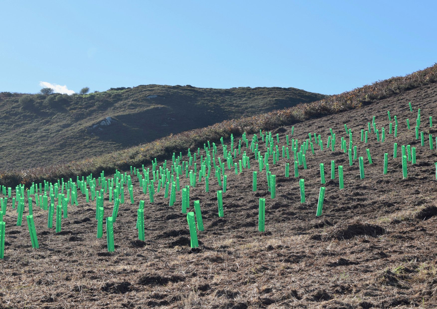 El Bosque Driver brota en Llanes
