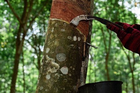 La simplificación del Reglamento EUDR de la Comisión Europea no es la solución