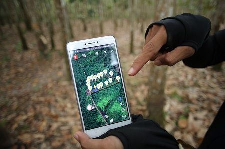 Localizar fuentes alternativas de caucho natural