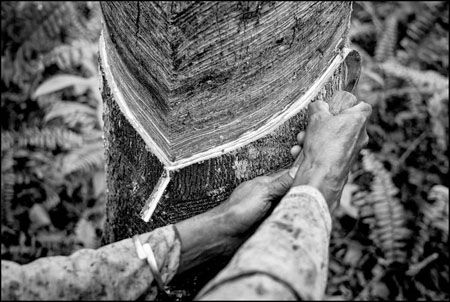 Pirelli y su viaje para divulgar el caucho natural