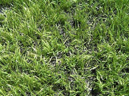 Propuesta de la Comisión Europea de prohibir su uso