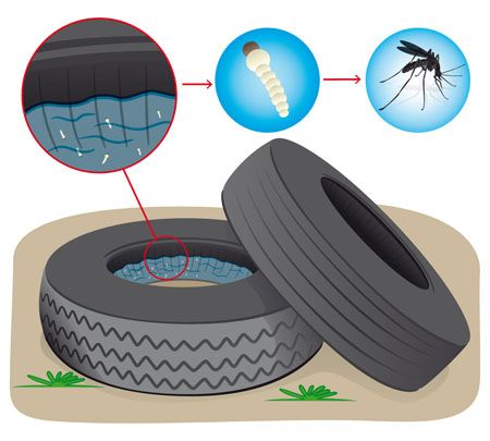 Reciclar neumáticos contribuye a evitar la proliferación de mosquitos