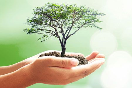 Renueva, revive, reforesta